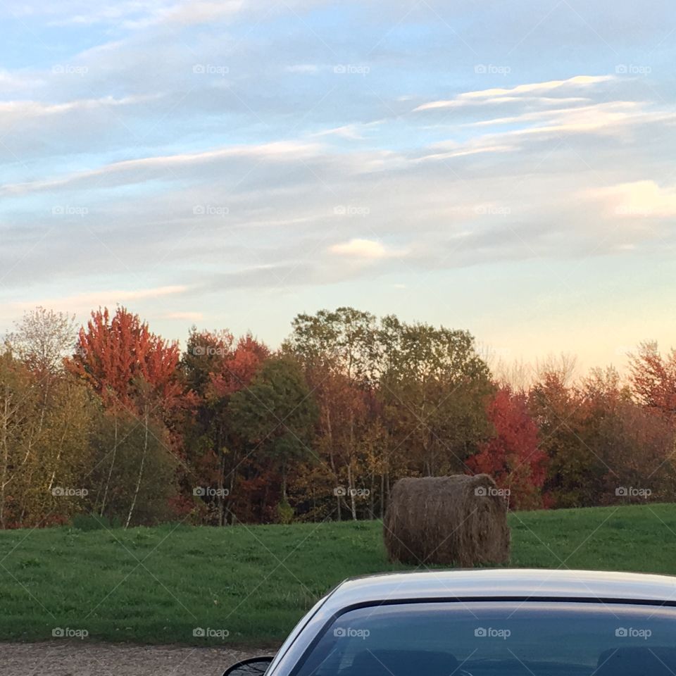 Barrel of hay at the end of a season in beautiful Massachusetts. Hard working always.