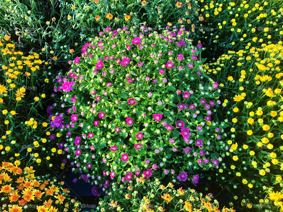 A beautiful blooming purple Mum plant.