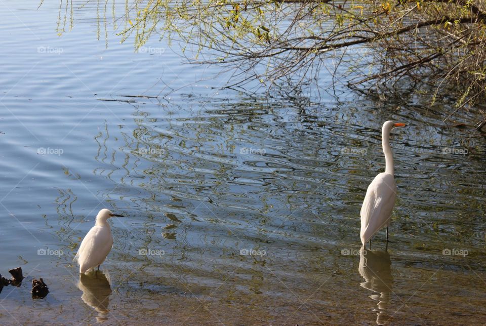 Snowy Egret and White Heron in Water