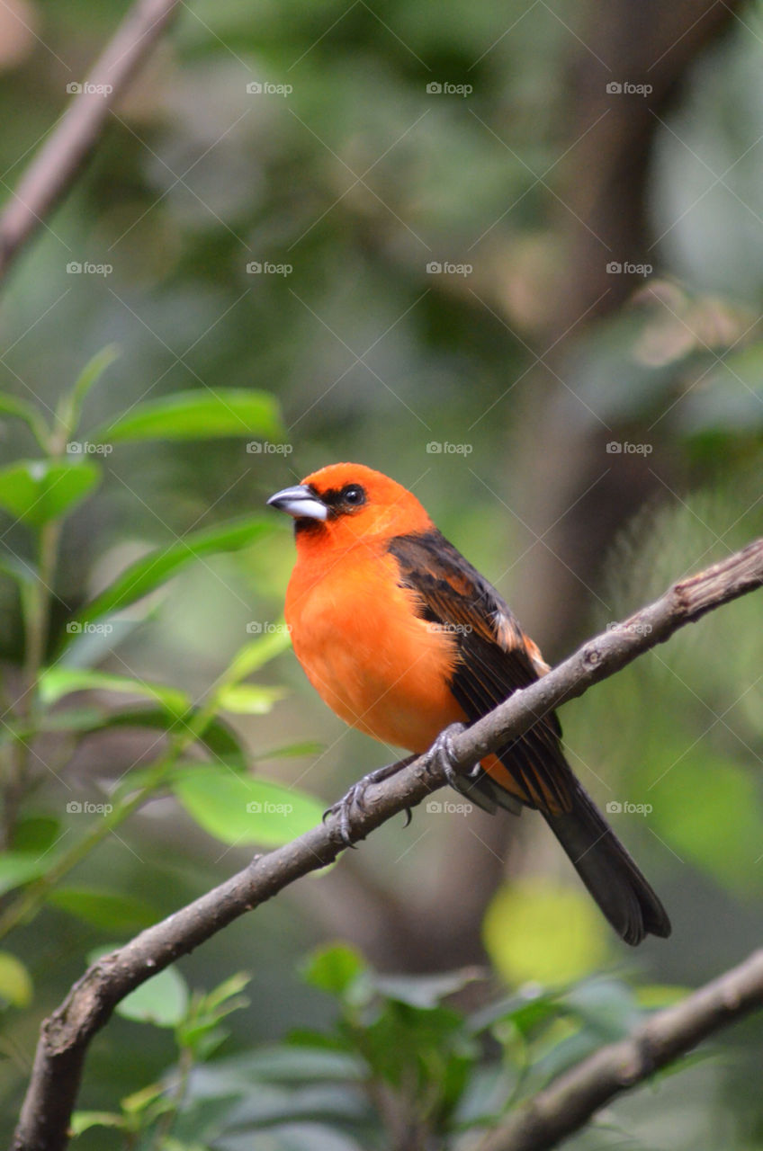 garden red bird aviary by CatherineGillam1984